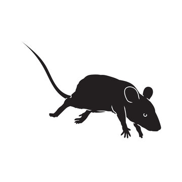 Silhouette of realistic rat in isolate on a white background. Vector illustration