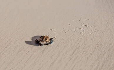 Little Sea Turtle Cub, Crawls along the Sandy shore in the direction of the ocean to Survive, Hatched, New Life, Saves, Way to life, Tropical Seychelles, footprints in the sand, forward to a new life