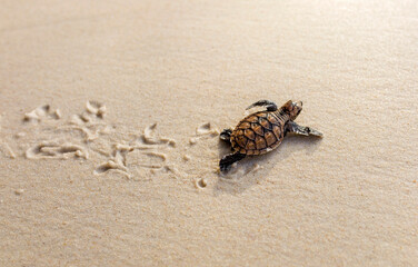 Little Sea Turtle Cub, Crawls along the Sandy shore in the direction of the ocean to Survive,...