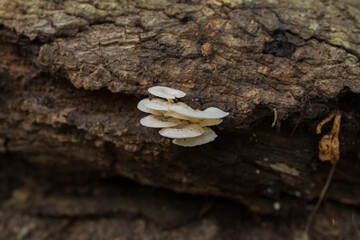 Oyster mushrooms close-up in the forest, autumn harvest, the concept of vegetables and raw food. Tropical mushrooms.