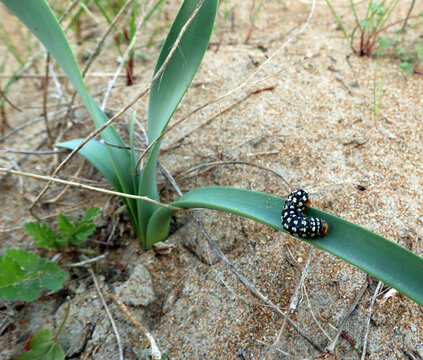 Larva caterpillar Brithys crini noctuidae close up on leaf wild Amaryllis on mediterranean beach, Spain