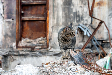 lonely frightened cat near a destroyed and burnt house in Ukraine