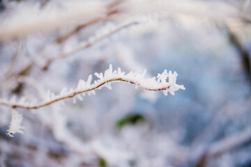 Tree branches in winter. Covered with frost and snow. Beauty is in nature. The forest in December. Background or texture.