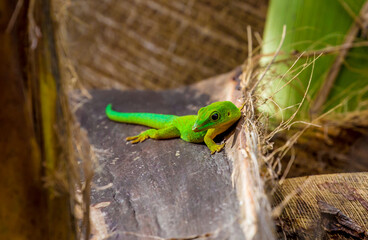 Lizard on Palm Leaves Tropical Background Sun Light Holiday Travel Design Space Palm Trees Branches Landscape Indonesia Seychelles Philippines Travel Island Relax Sea Ocean. green felzuma