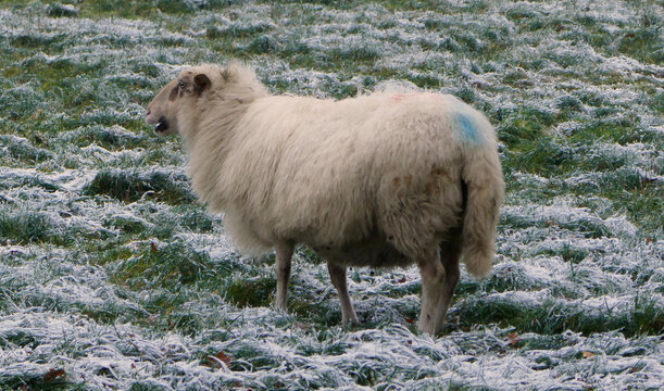 Blue marked sheep standing and bleating on a snow covered meadow. It's a Bentheimer Landschaf.