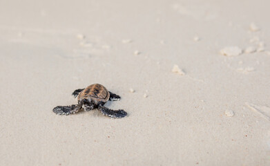 Little Sea Turtle Cub, Crawls along the Sandy shore in the direction of the ocean to Survive, Hatched, New Life, Saves, Way to life, Tropical Seychelles, footprints in the sand, forward to a new life