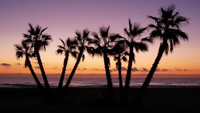 Silhouettes Of Palm Trees Group On A Background Of A Beautiful Sunset