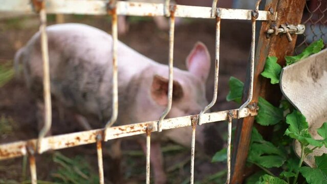 A white, dirty pig peers into the pigsty from the cage.