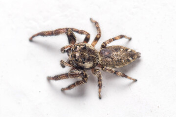 Macaroeris nidicolens jumping spider walking on a white wall under the sun