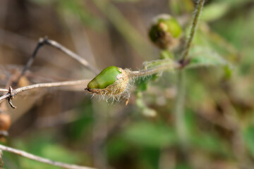 Campion fruit
