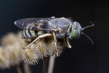 Beautiful Bembix oculata sand wasp resting on a spiky dead flower