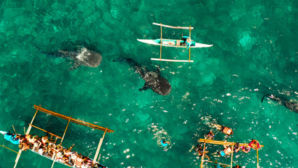 People snorkeling and and watch whale sharks from above. Oslob, a famous spot for whale shark...