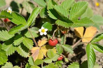 Wild strawberry flower and fruit