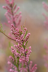 Salt cedar branch with flowers