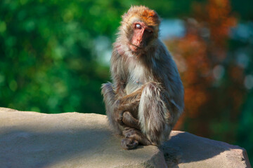 Fototapeta premium Monkey with closed eyes . Shy female monkey 