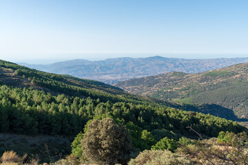 pine forest in the Sierra Nevada