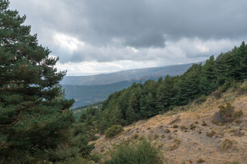 pine forest in the Sierra Nevada