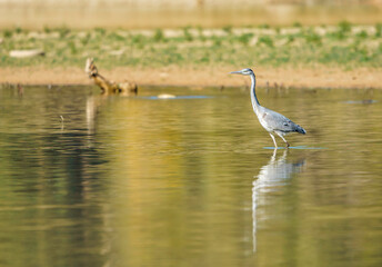 Grey heron (Ardea cinerea), photograph of gray bird wading in a lake with head and long neck observing. Cubillas reservoir, Granada.