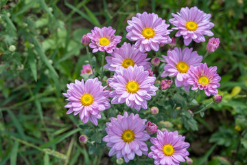 Obraz premium Pink chrysanthemum flowers in the garden on a sunny day