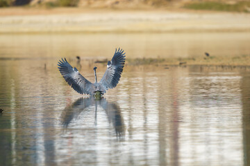 Obraz premium natural grey heron (ardea cinerea) taking off from the water with wings outstretched. Cubillas reservoir, Granada.