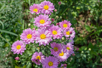 Pink chrysanthemum flowers in the garden on a sunny day
