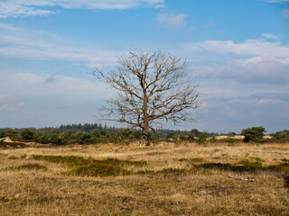 Fototapeta premium Around Hoogsmilde