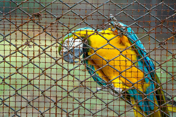 Closeup blue and gold macaw bird, Portrait colorful Macaw parrot, Blue and Gold Macaw Green-Blue macaw - Ara ararauna Parrot Picture. macaw parrot in zoo