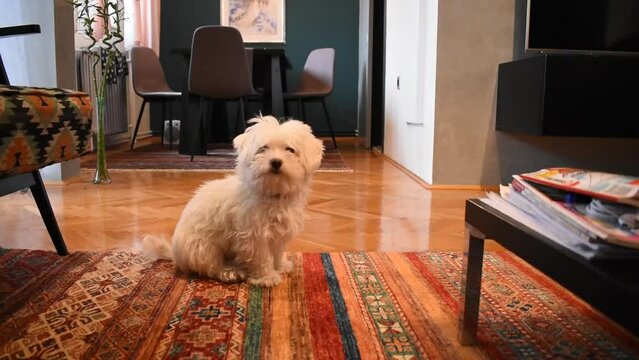 Maltese in the living room (10 years old)