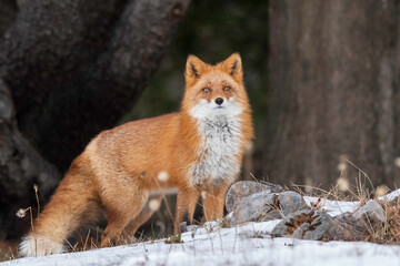 冬のキタキツネ