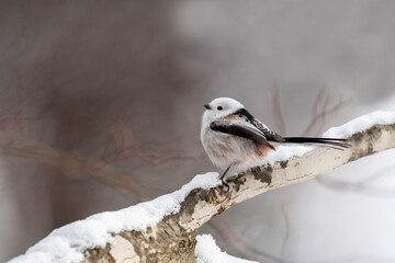 冬のシマエナガ