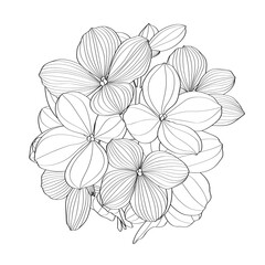 Hand draw line hydrangea flowers illustration. Botanical floral card on white background. - 556445719