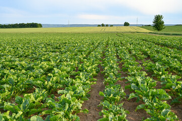 Spinach growing in the field. Young spinach leaves growing in rows in spring. Agriculture.  