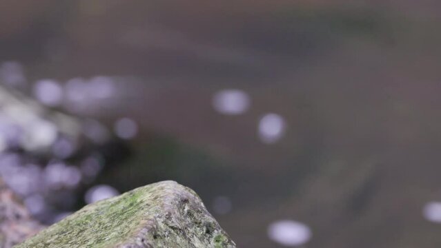 a male rose robin on a rock beside the stream at elebana falls in lamington national park of sth qld, australia