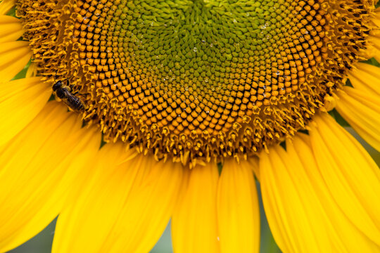 Partial close-up of beautiful sunflowers