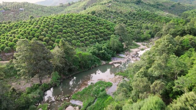 Green forest with trees and stones on the banks of the river.