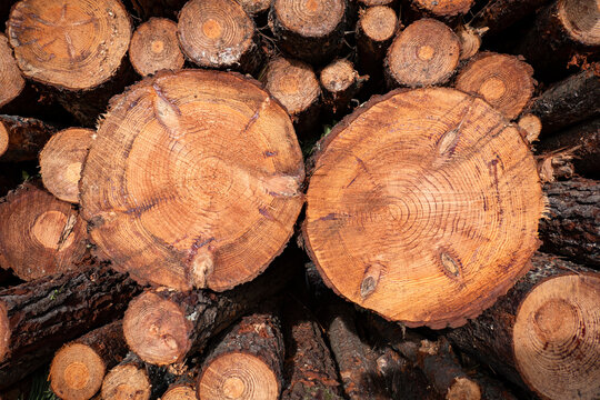 Troncos de madeira empilhados para a industria da madeira