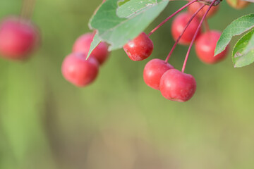 Obraz premium Hawthorn and Begonia Fruits Growing in the East of North China