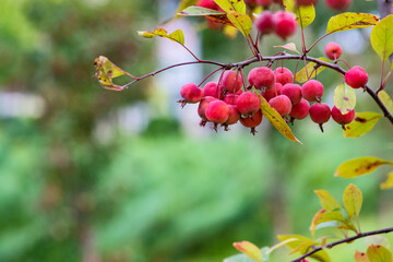 Hawthorn and Begonia Fruits Growing in the East of North China