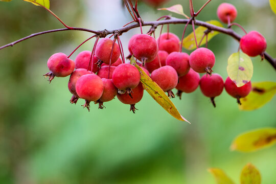 Hawthorn And Begonia Fruits Growing In The East Of North China