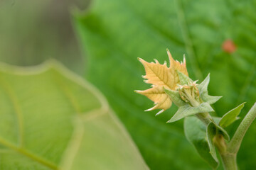 Fresh green leaves in spring