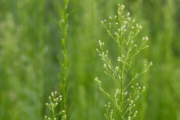 A plant growing in the fields in the east of North China