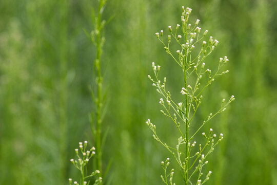 A plant growing in the fields in the east of North China