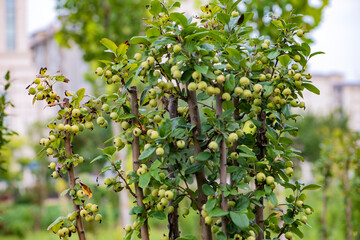 Begonia fruit trees growing in the east of North China