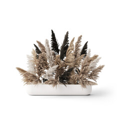 Boho Plants | Isolated Flowers | Flowers | Boho Plants | Boho Decor | Boho Flowers | Dry Flowers | Dried Plants | Dried Flowers | Pampas