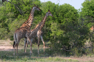 Giraffa Giraffa - Southern giraffe - Two-horned giraffe - Girafe du Sud