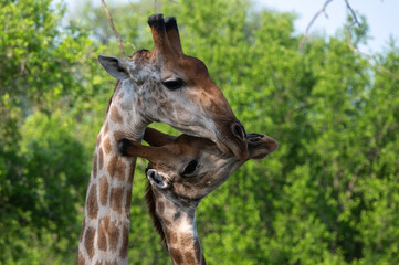 Giraffa Giraffa - Southern giraffe - Two-horned giraffe - Girafe du Sud