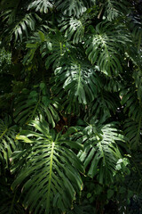 Fototapeta premium Jungle wall background. Green tropical palm leaves with monstera foliage forest. 