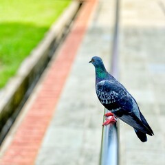 pigeon in the park