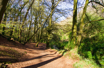 Spring nature, greenery in the forest, young leaves on the trees, wild garlic, beautiful sun,...
