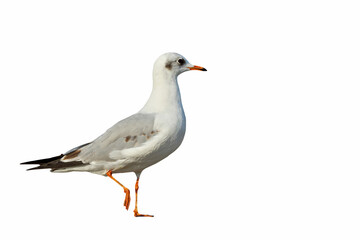 Beautiful Seagull standing isolated on transparent background.	